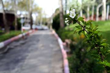 بهار در قاب دانشگاه علوم بهزیستی و توانبخشی